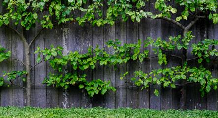 Fence with Green Trees 2